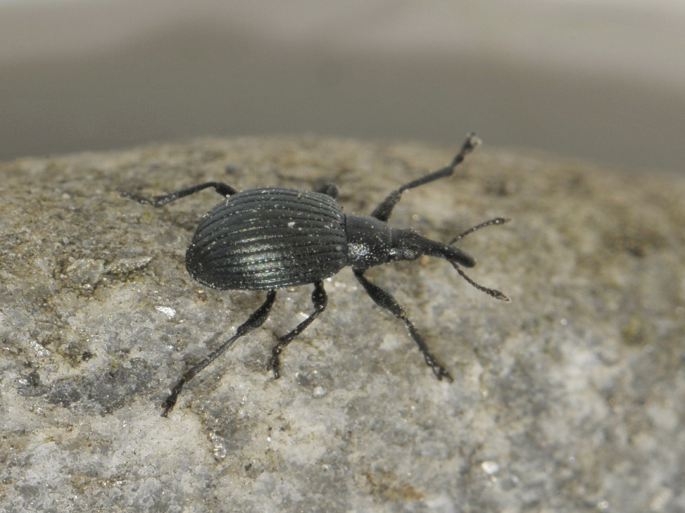 Apionidae?